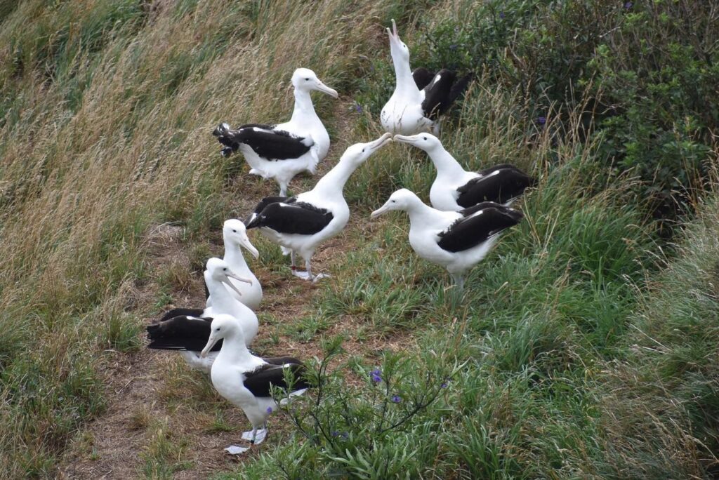 Albatross courtship underway at the Royal Albatross breeding colony