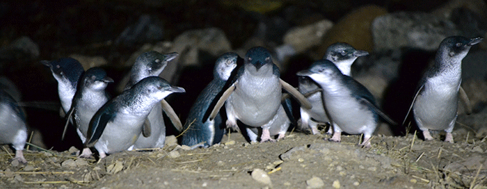 penguins waddle up Pilots Beach Dunedin