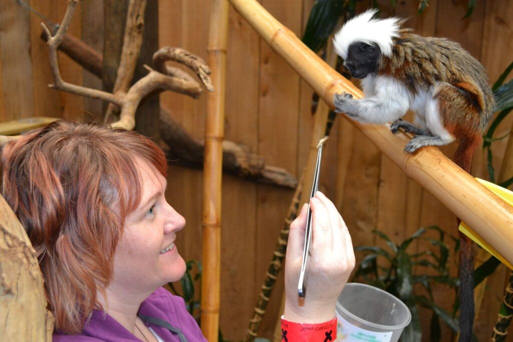Behind the scenes with a cotton top tamarin monkey