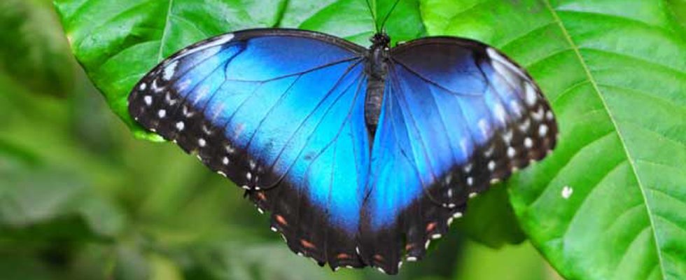 Blue Morpho butterfly with blue wings spread out