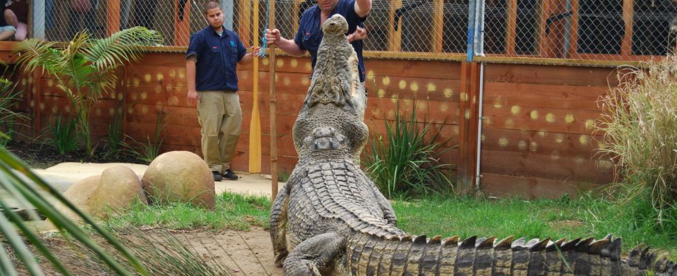 Scar, one of the resident crocodiles at Butterfly Creek