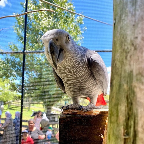 Grey parrot at Butterfly Creek