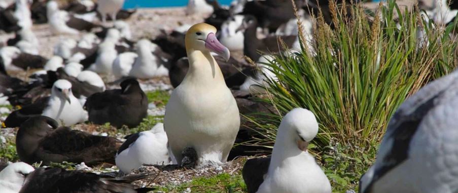 Albatross birds nesting at Taiaroa Heads.