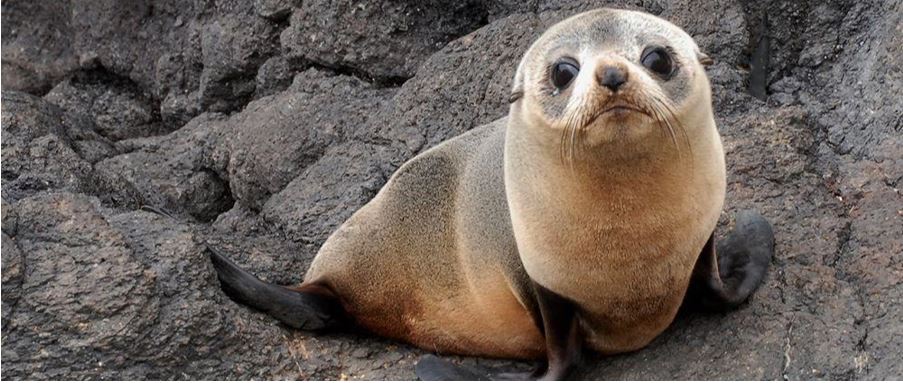 Fur Seal Pup – Otago Peninsula Wildlife.