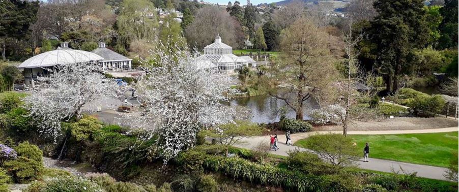Flowers blossom at the Dunedin Botanic Gardens.
