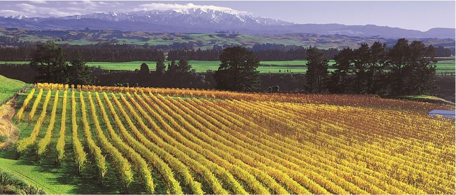 beautiful vineyard with lush green fields and snow capped mountain in the background
