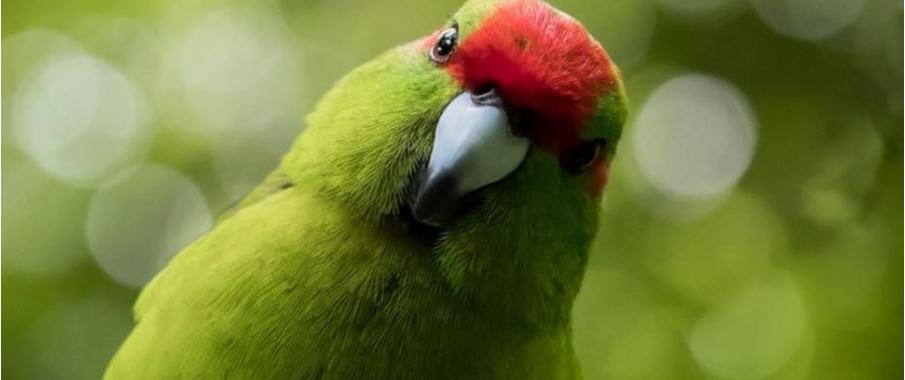 Red-crowned parakeet in Zealandia.