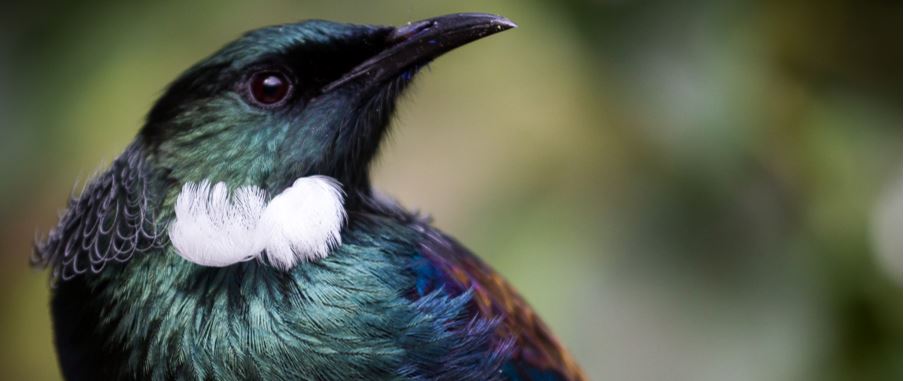 Beautiful looking Tui bird.