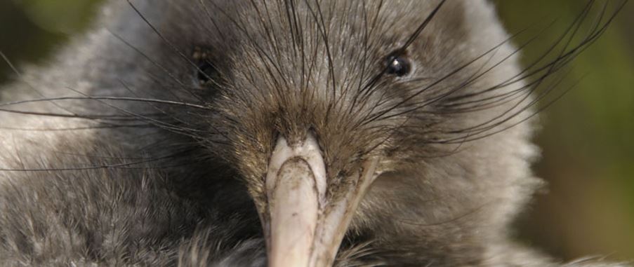 Close up picture of a kiwi bird.