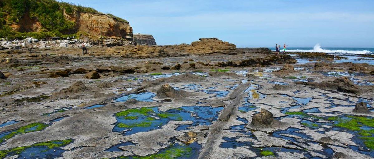 fossilised remains of ancient forests at Curio Bay.