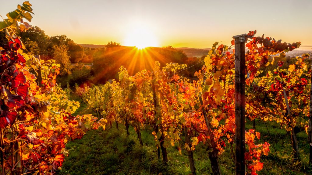 Nelson as the sun goes down over the vineyards of Kahurangi Wines