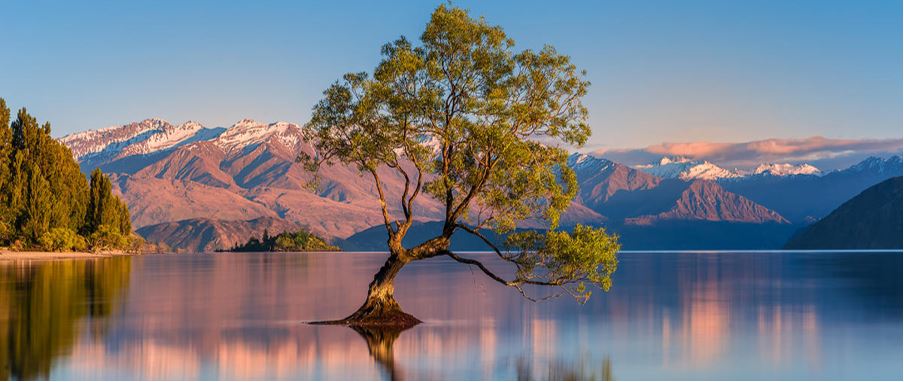 The magnificent, world-famous "Wanaka tree" growing out of the Wanaka Lake.