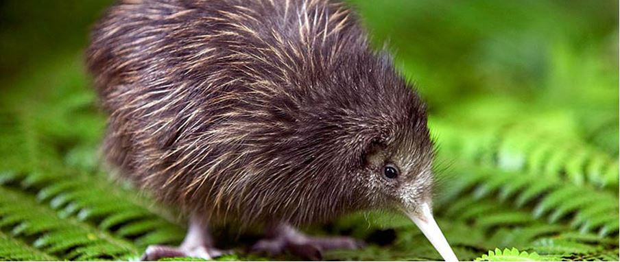 little kiwibird in the wild.