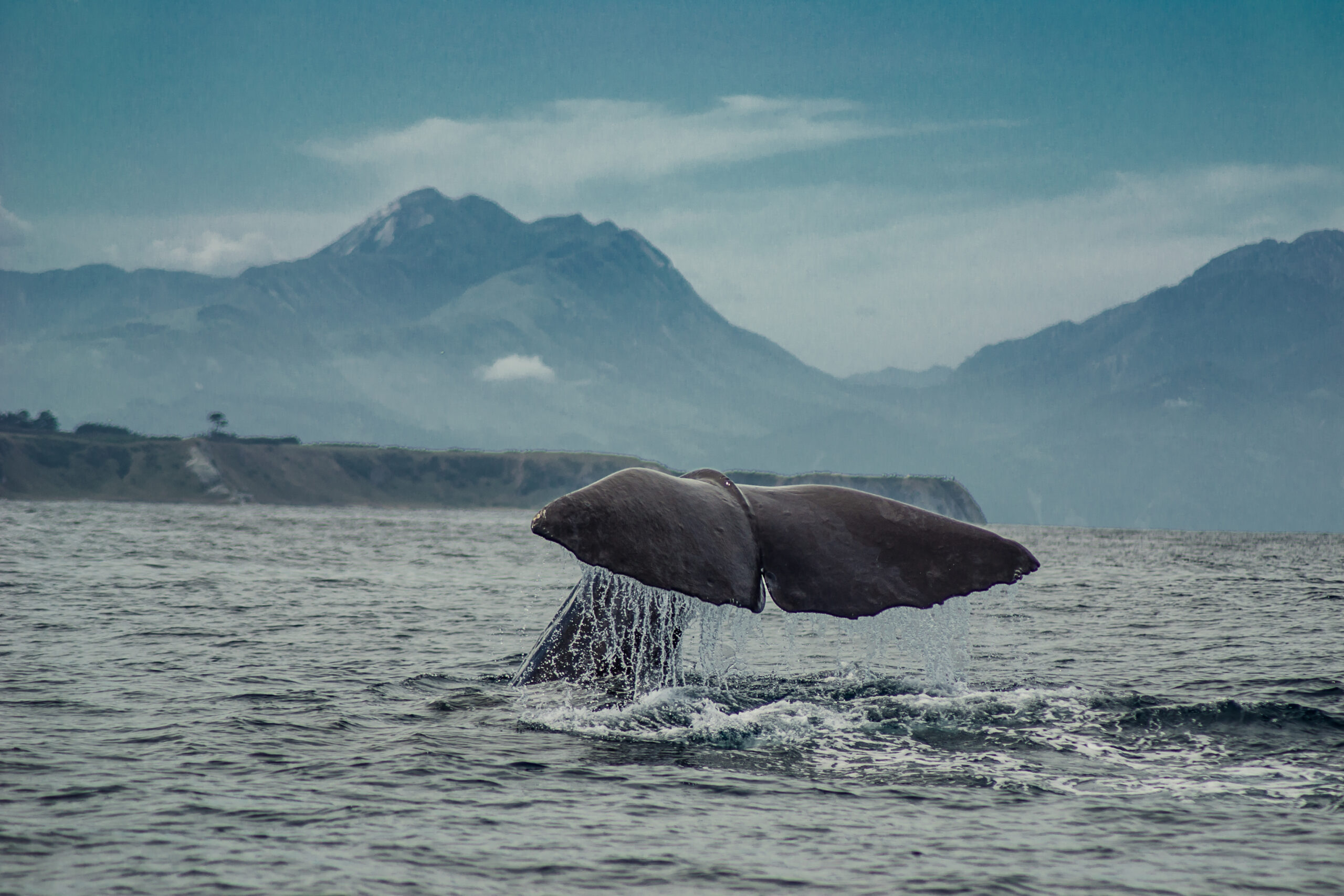 Whale Watching new Zealand